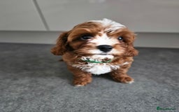 Cavapoo dogs for sale: Cavapoo dna clear  - Image 12