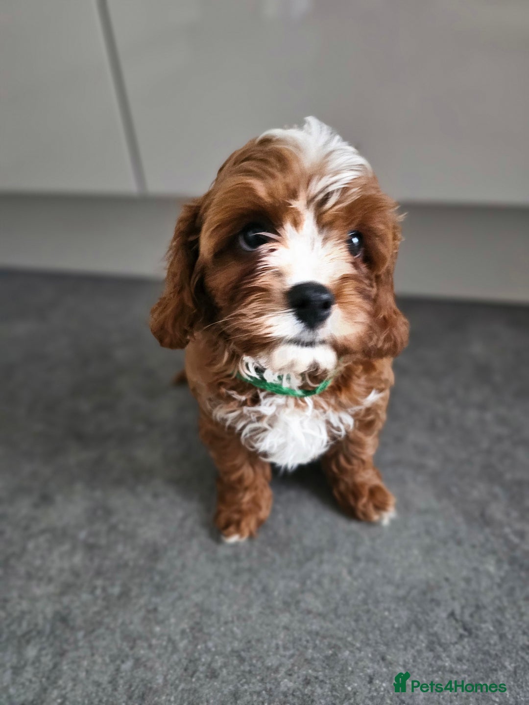 Cavapoo dogs for sale: Cavapoo dna clear  - Image 12