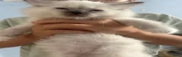 Ragdoll cats for sale: Ready to leave reduced price  - Advert 6