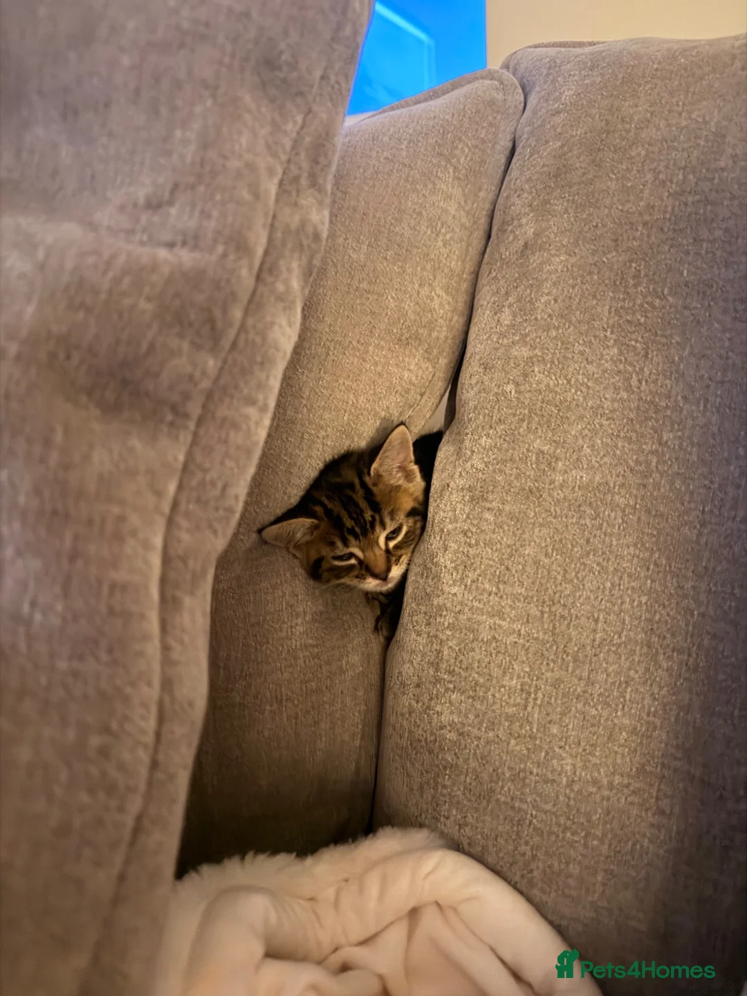 Mixed Breed cats for sale: Last male Tabby kitten available  in Melton Mowbray - Advert 4