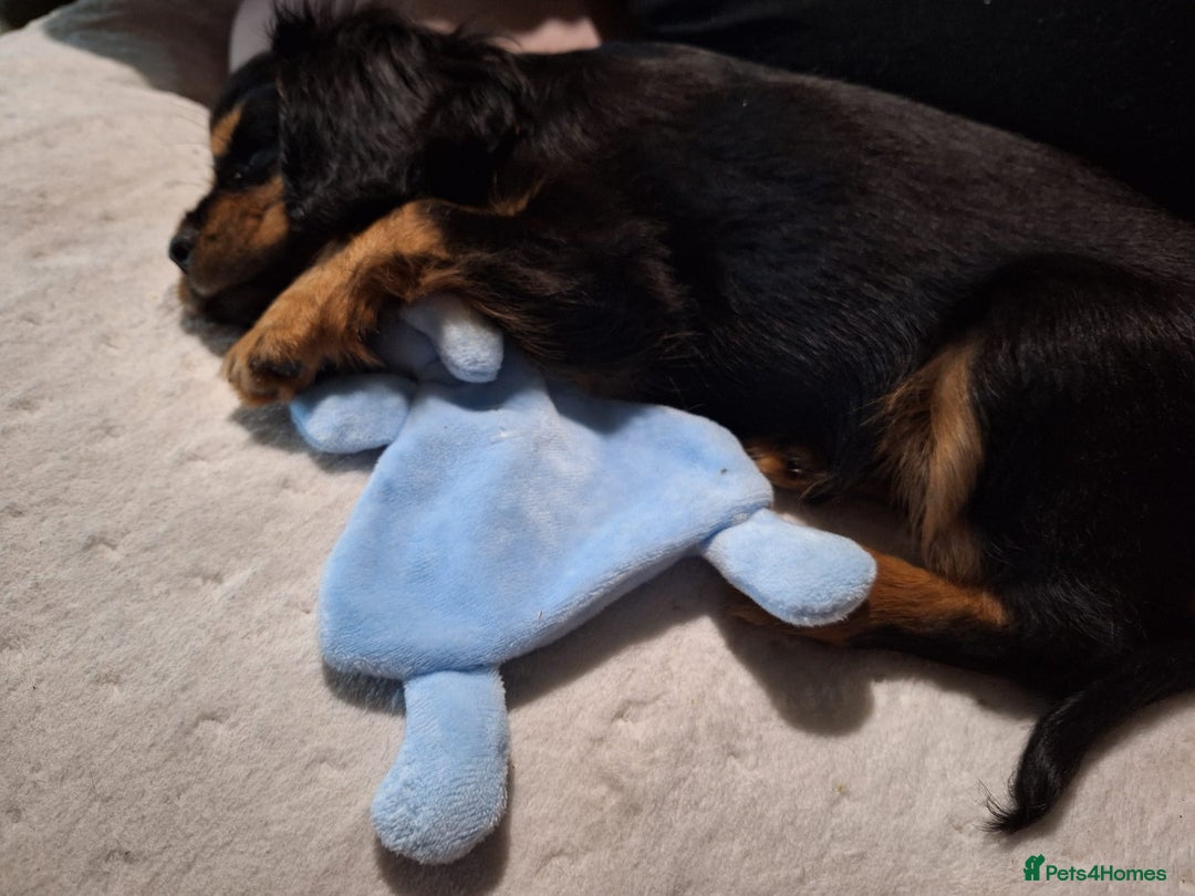 Cavalier King Charles Spaniel dogs for sale: black and tan cavalier 6mo for lovely new home ❤️ - Advert 4