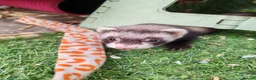Ferret rodents for sale: Ferrets for sale in Birkenhead - Advert 8