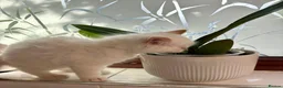 Mixed Breed cats for sale: TWO beautiful half-breed Ragdoll boy kittens. - Advert 14
