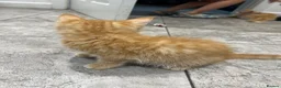 Mixed Breed cats for sale: Beautiful Friendly Kittens Ready for Loving Homes - Advert 11