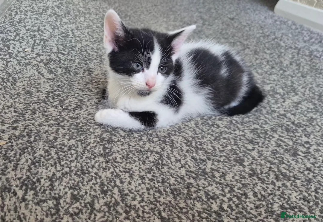 Domestic Shorthair cats for sale: Beautiful kittens for sale  in Pontefract - Advert 14