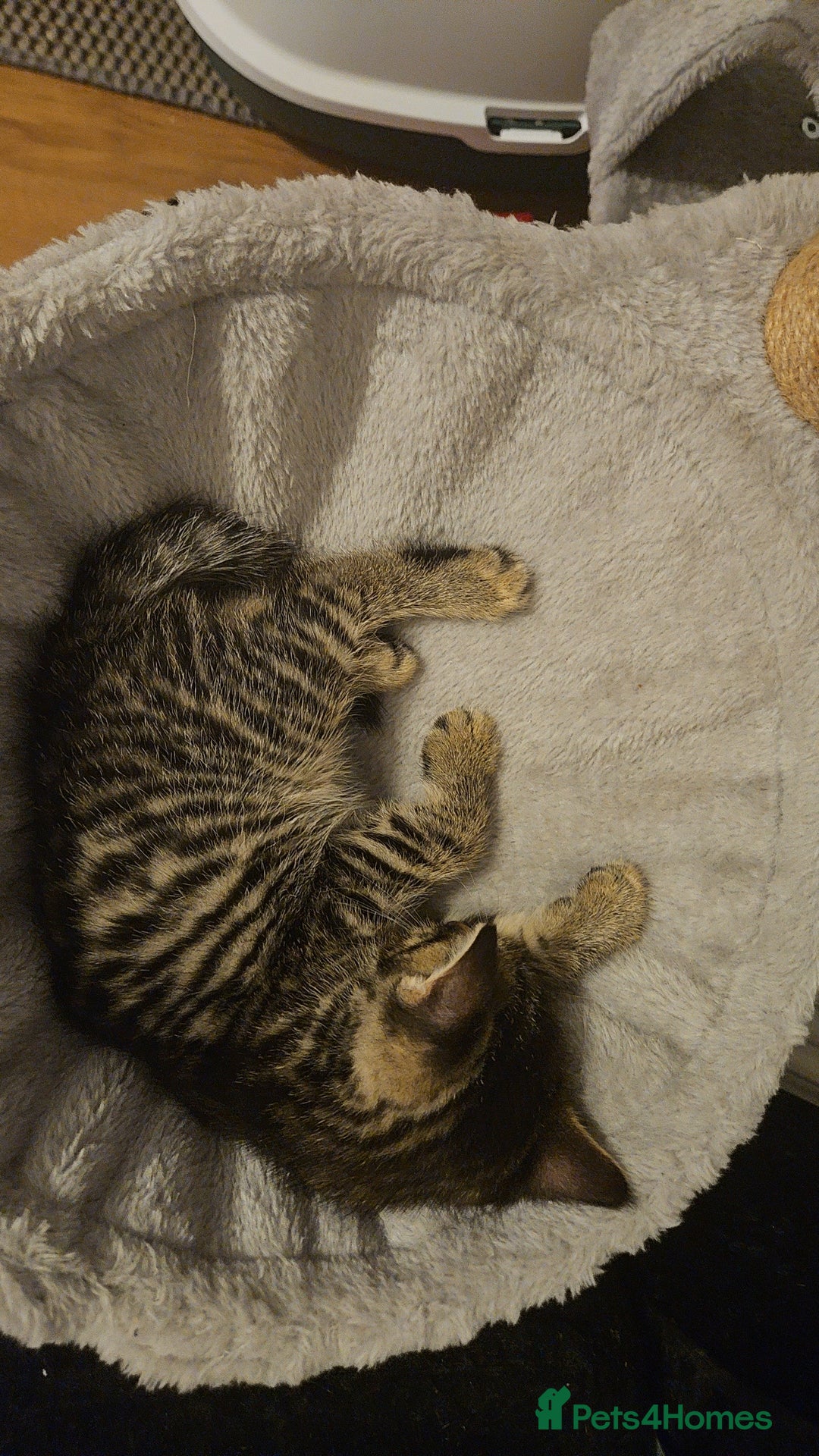 Mixed Breed cats for sale: Grey Kittens🐾🤍 - Advert 18