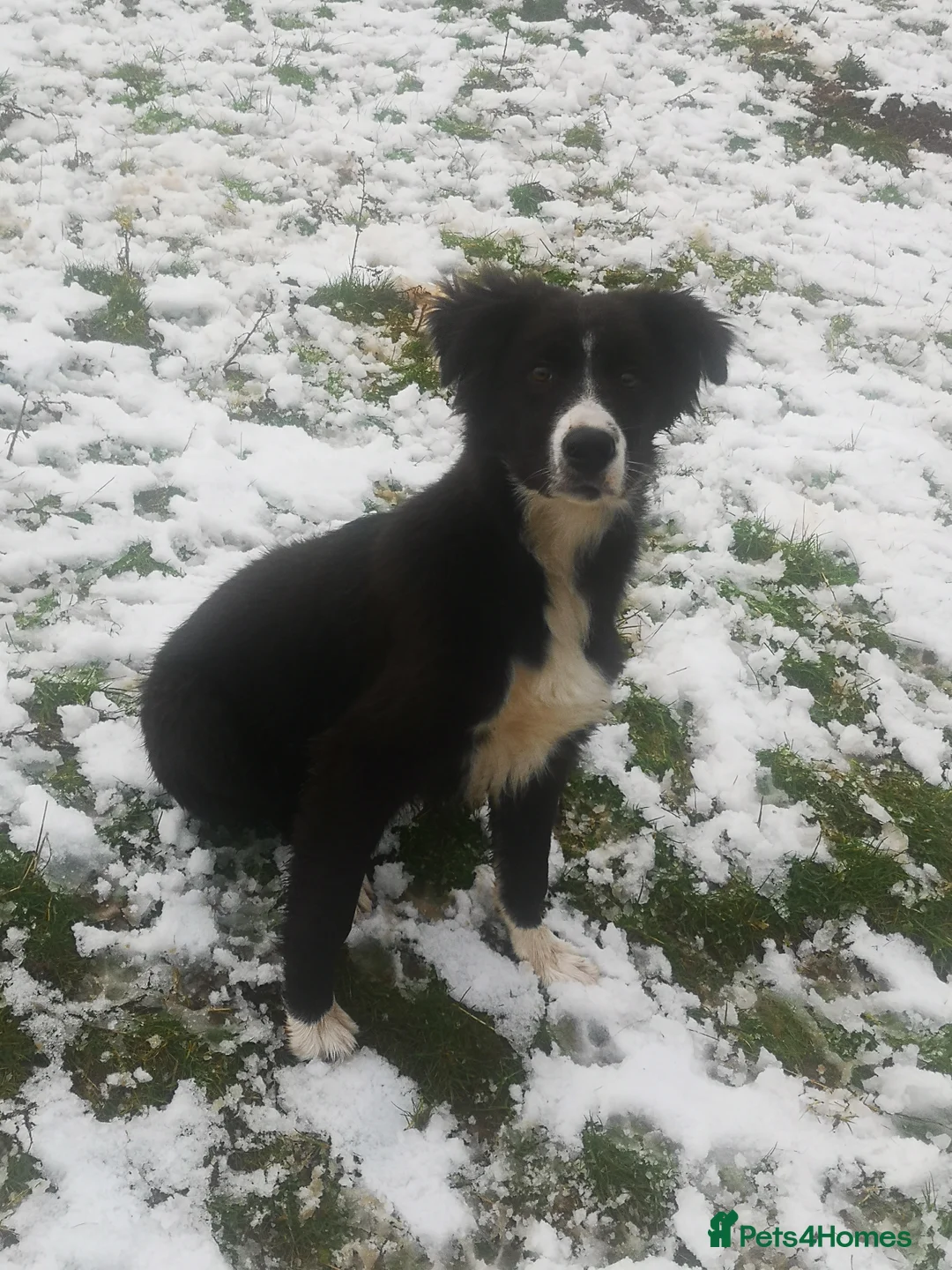 Border Collie dogs for sale: Gorgeous collie for sale.  - Advert 3