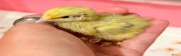 Quail poultry for sale: Coturnix quail chicks  - Advert 1