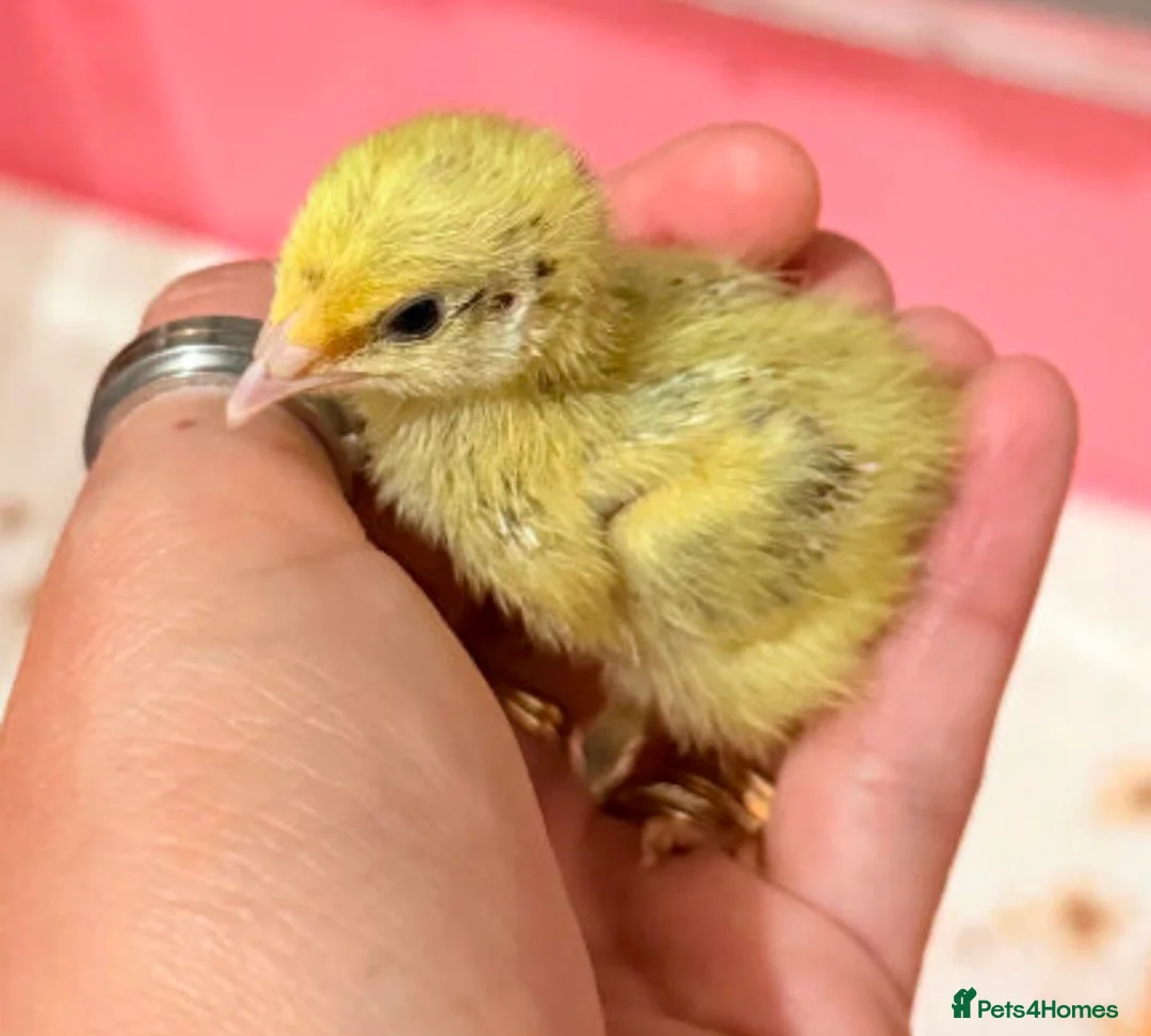 Quail poultry for sale: Coturnix quail chicks  - Advert 1