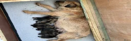 Border Terrier dogs for sale: K.C.registered border terriers - Advert 2