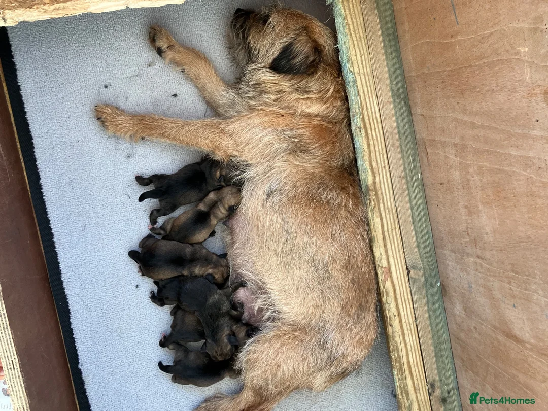 Border Terrier dogs for sale: K.C.registered border terriers - Advert 2