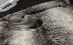 Persian cats for sale: Persian chinchilla kitten  - Image 28