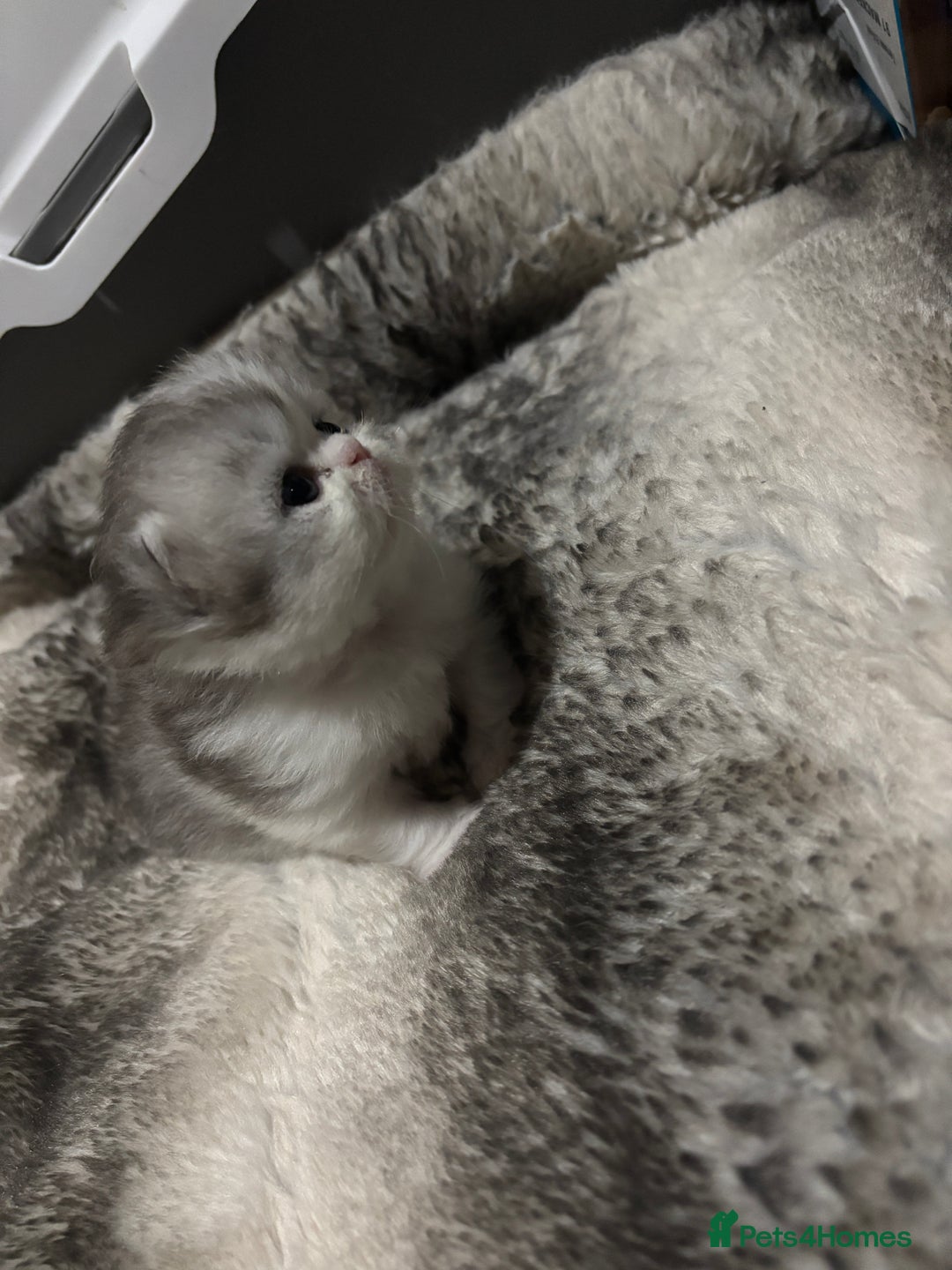 Persian cats for sale: Persian chinchilla kitten  - Image 28