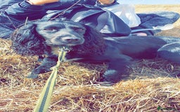 Cocker Spaniel dogs for stud: KC registered Cocker Spaniel Striker for stud - Image 7