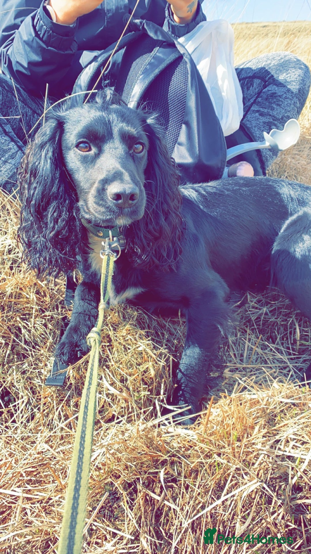 Cocker Spaniel dogs for stud: KC registered Cocker Spaniel Striker for stud - Image 7