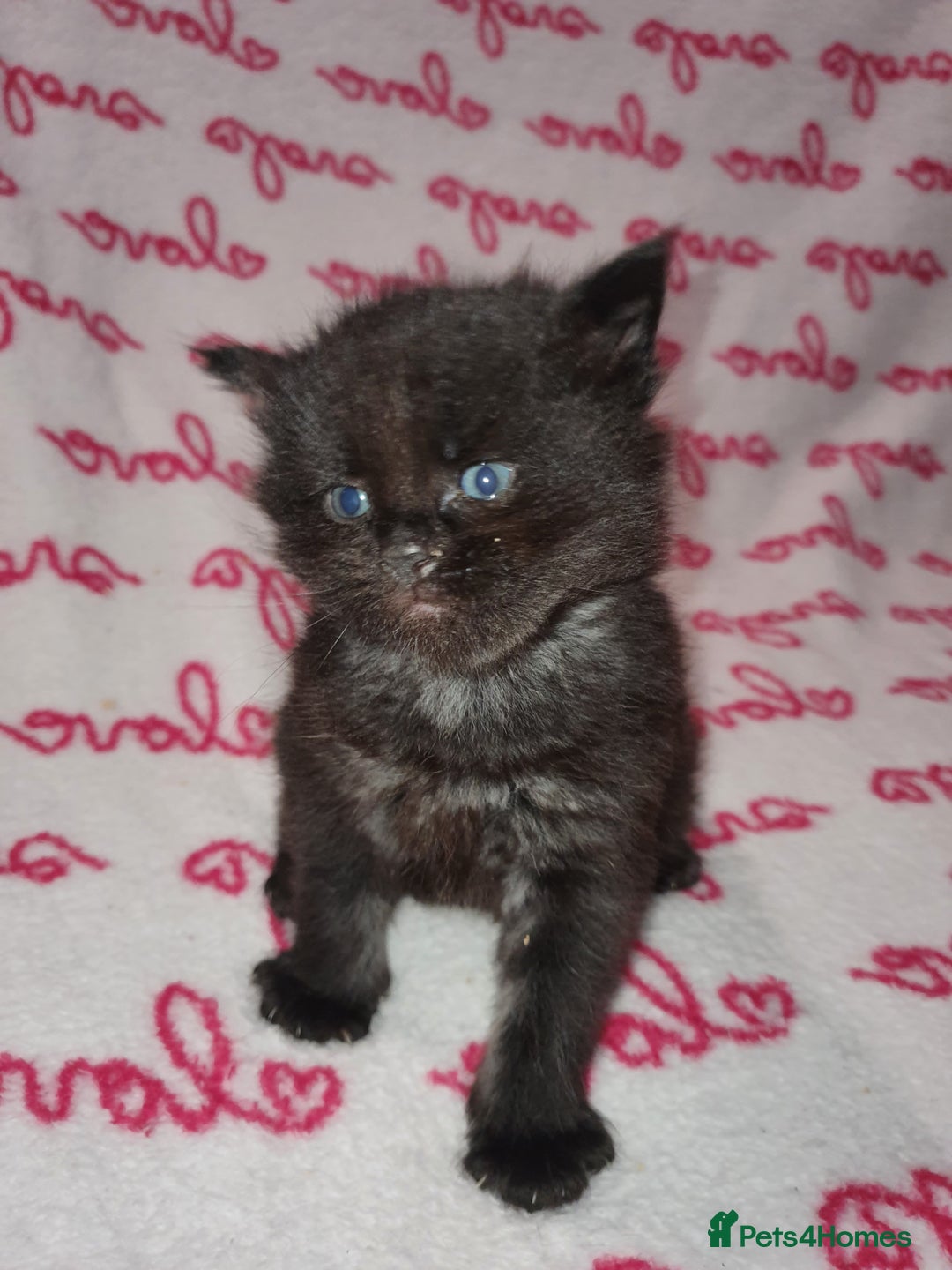 Maine Coon cats for sale: Last kitten available  - Advert 10