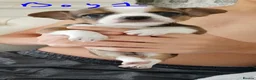 Chihuahua dogs for sale: Tiny chihuahua pups ready now - Advert 6