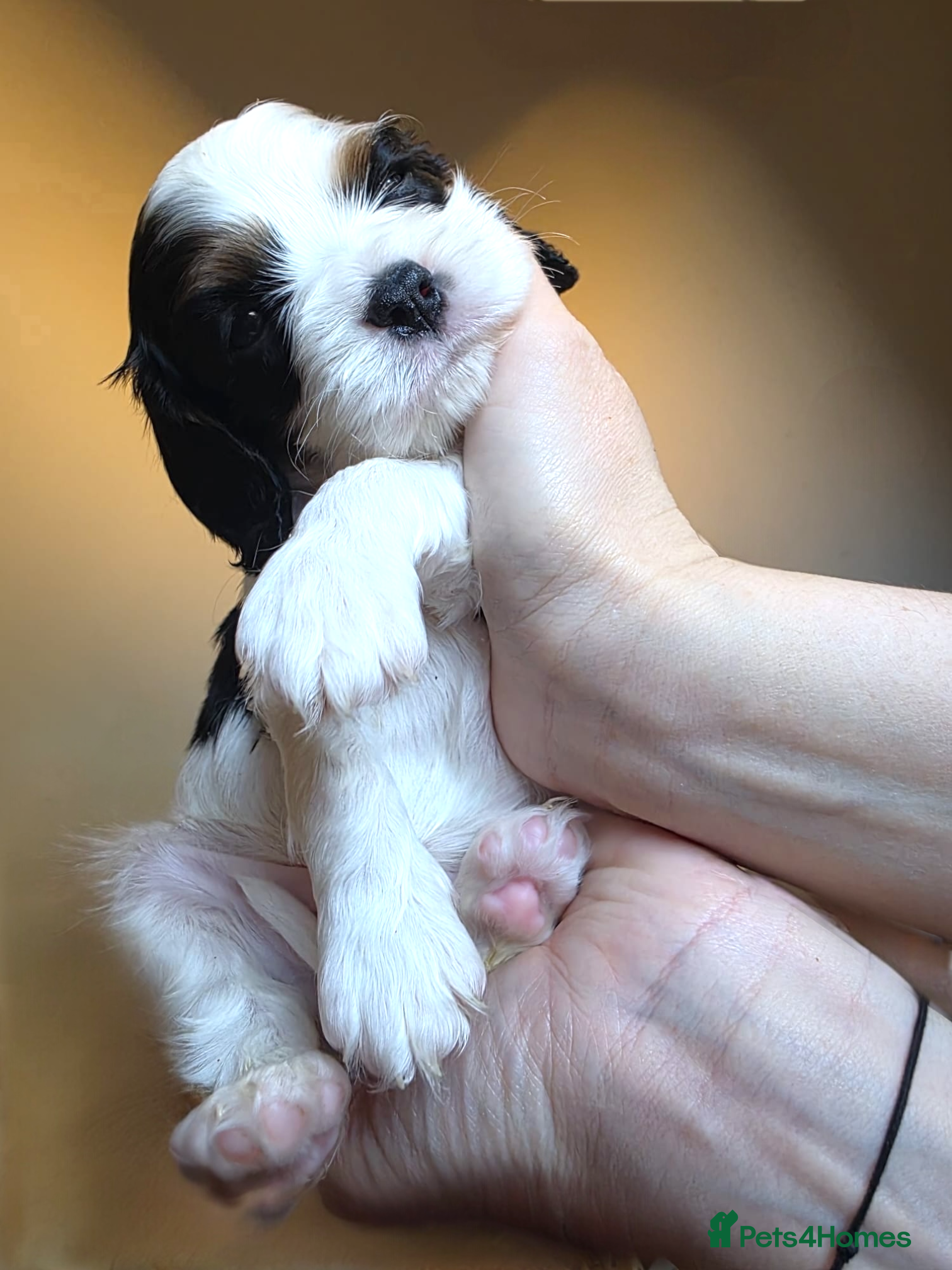 Cavalier King Charles Spaniel dogs Very rare in UK ultra-low COI 0.2% Choc carrier KC - Advert 4