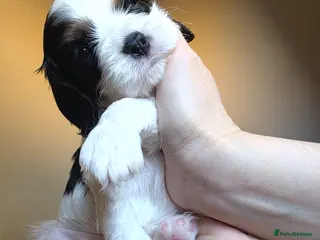 Cavalier King Charles Spaniel dogs Very rare in UK ultra-low COI 0.2% Choc carrier KC - Advert 4