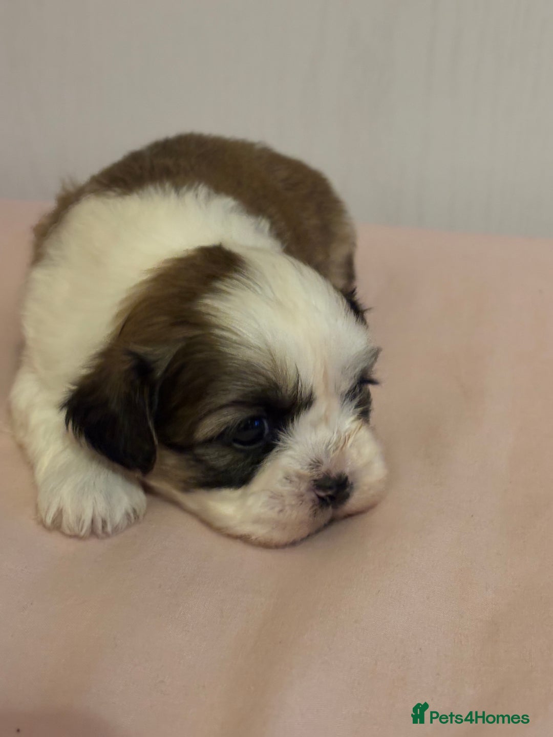 Shih Tzu dogs for sale: Shih Tzu puppies - Advert 9