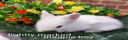Lionhead rabbits for sale: Lionhead babies double maned  - Advert 4