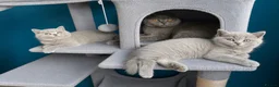 British Shorthair cats for sale: 2 Beautiful BSH Ready to Leave - GCCF Registered - Advert 1