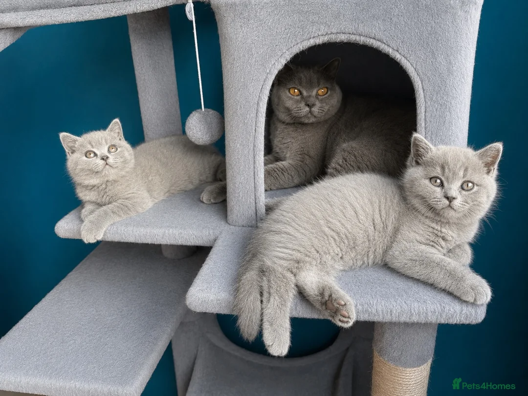 British Shorthair cats for sale: 2 Beautiful BSH Ready to Leave - GCCF Registered - Advert 1