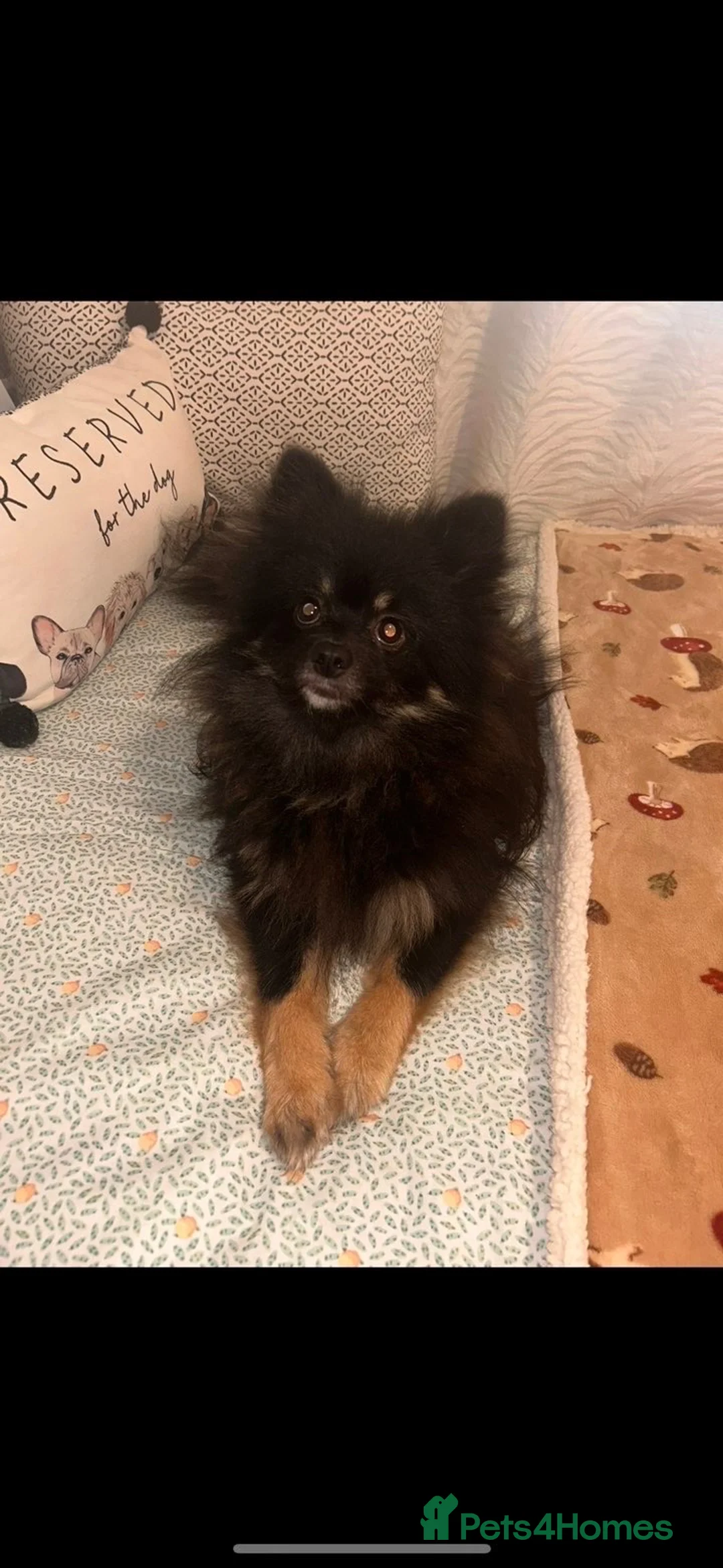 Pomeranian dogs for sale: Galaxy Female Pomeranian  in Exeter - Advert 1