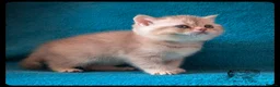 Scottish Fold cats for sale: TICA Registered Scottish kittens  in Peterborough - Advert 4