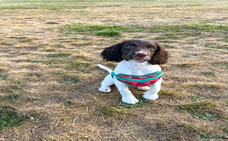 Cocker Spaniel dogs in Croydon - Advert 16