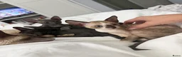 Cornish Rex cats for sale: Beautiful Cornish Rex’s ready for their new homes - Advert 18
