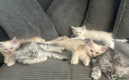 Maine Coon cats for sale: Main Coon kittens for sale - Image 12