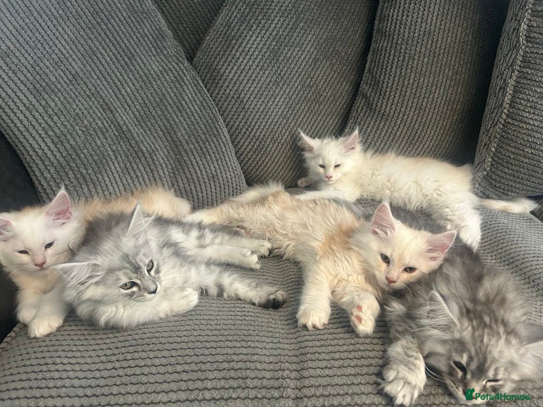 Maine Coon cats for sale: Main Coon kittens for sale - Image 12