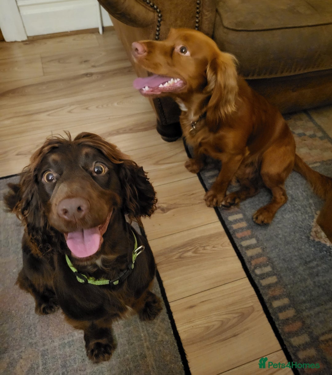 Cocker Spaniel dogs for sale: Working Cocker Spaniel Pups - Advert 17