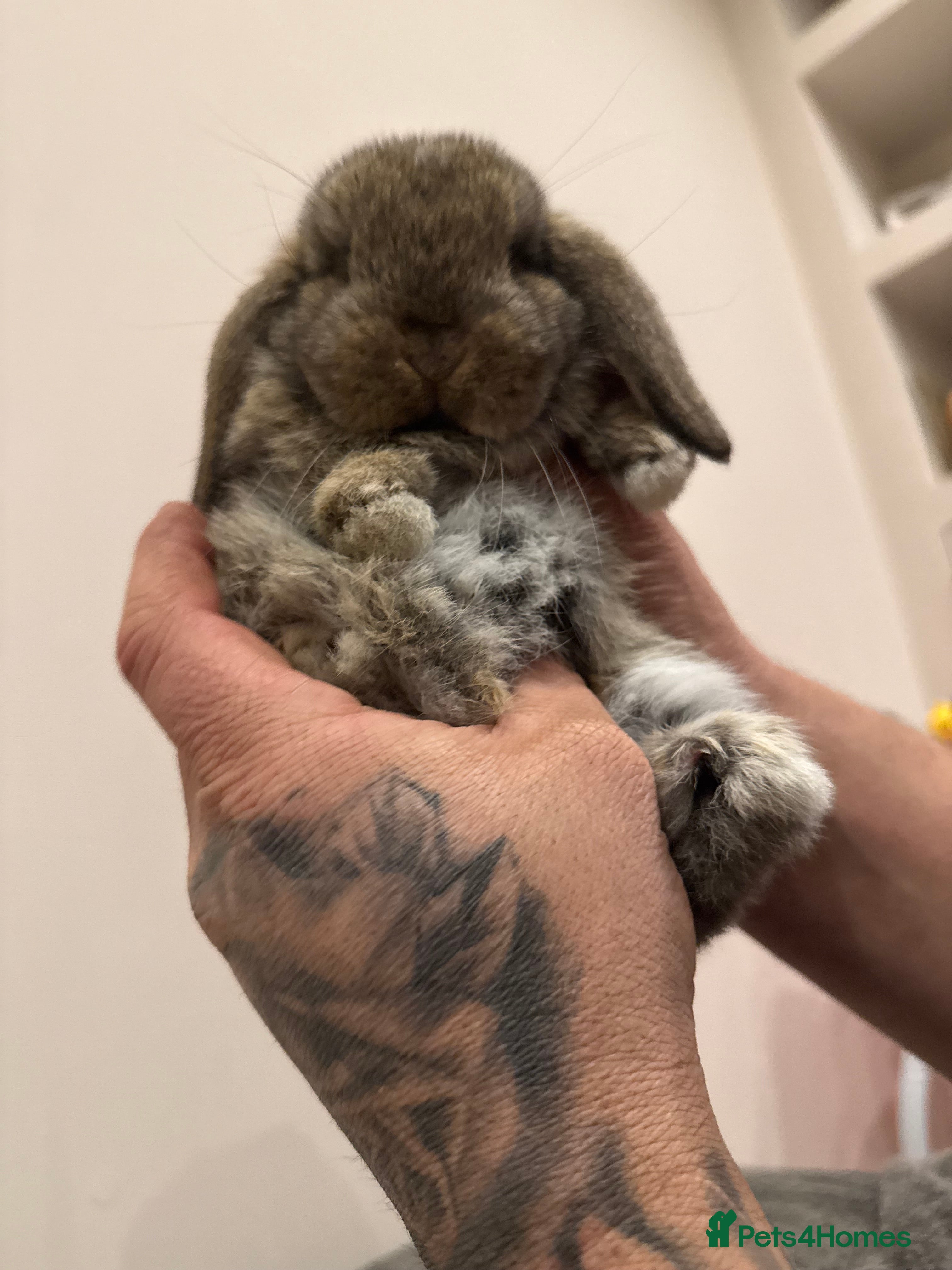 Mini Lop rabbits 1 BOY LEFT! Mini Lop, Ready To Reserve - Advert 2