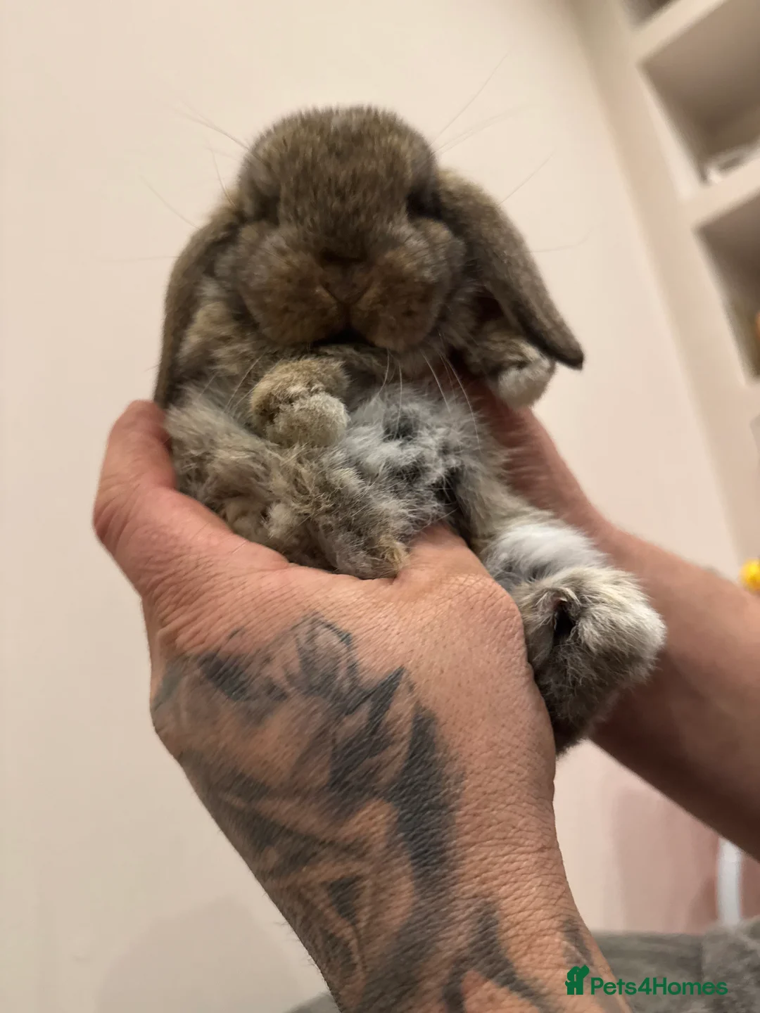 Mini Lop rabbits for sale: Stunning Mini Lop, Ready To Reserve - Advert 7
