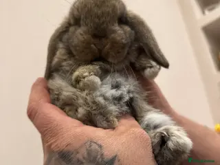 Mini Lop rabbits 1 BOY LEFT! Mini Lop, Ready To Reserve - Advert 2