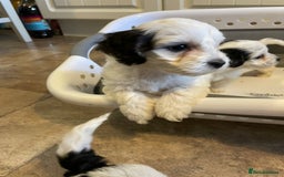 Mixed Breed dogs for sale: Cockapoo x Maltese (Maltipoo) - Image 3