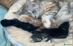 Ragdoll cats for sale: Ragdoll X Kittens for Loving Forever Homes - Image 8