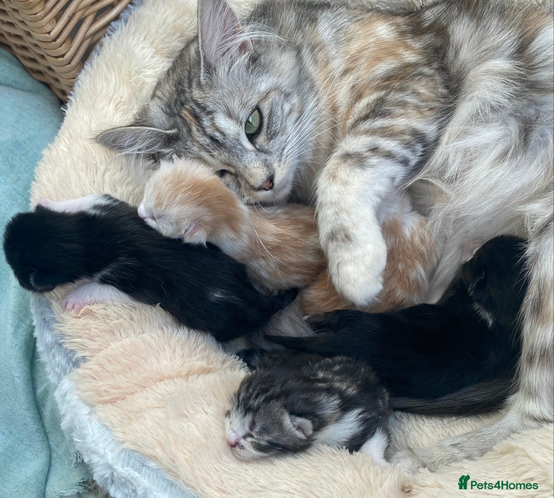 Ragdoll cats for sale: Ragdoll X Kittens for Loving Forever Homes - Image 8