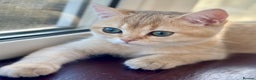 British Shorthair cats for sale: Last British Shorthair Golden kitten GCCF reg - Advert 6