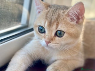 British Shorthair cats British Shorthair Golden kitten GCCF - Advert 3