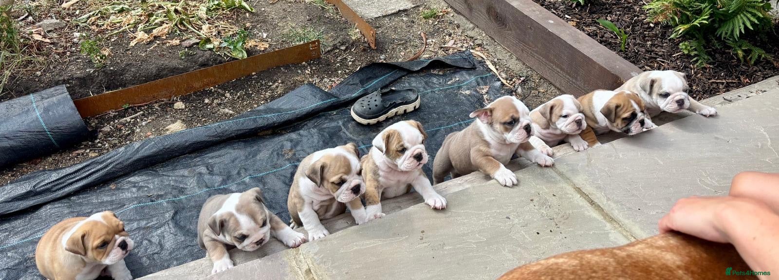 English Bulldog dogs ADORABLE ENGLISH BULLDOG PUPPIES! 🩵🩷 - Advert 16