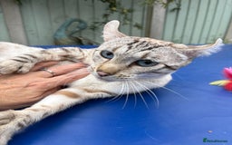 Keetso cats for sale: Superb polydactyl curled eared Keetso girl  - Image 20