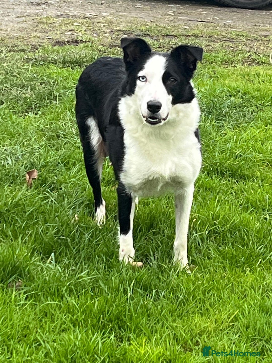 Border Collie dogs for sale: Adorable ISDS Border Collie Puppies - Advert 4