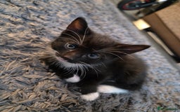 Mixed Breed cats for sale: Kittens  - Image 6