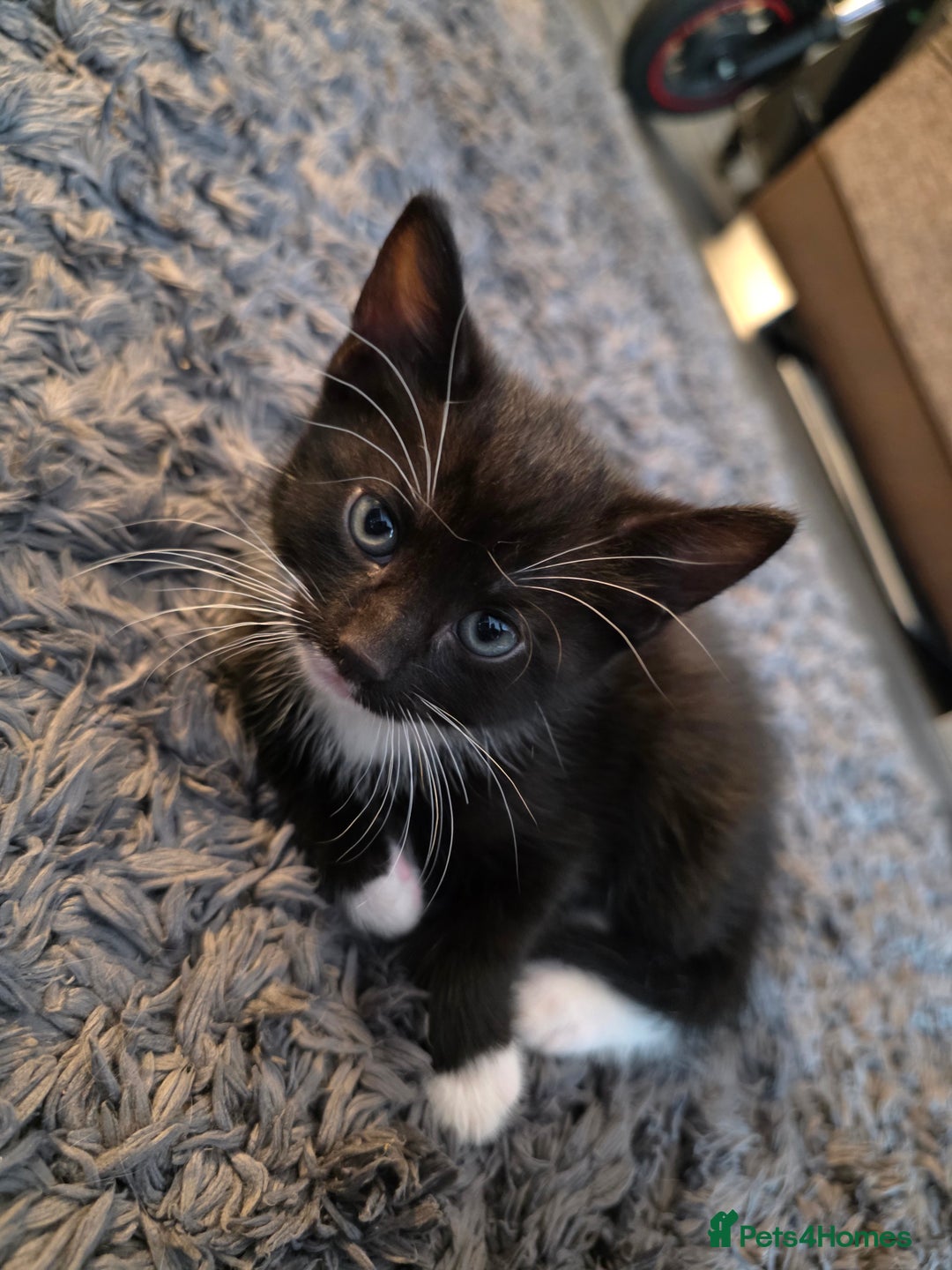 Mixed Breed cats for sale: Kittens  - Image 6