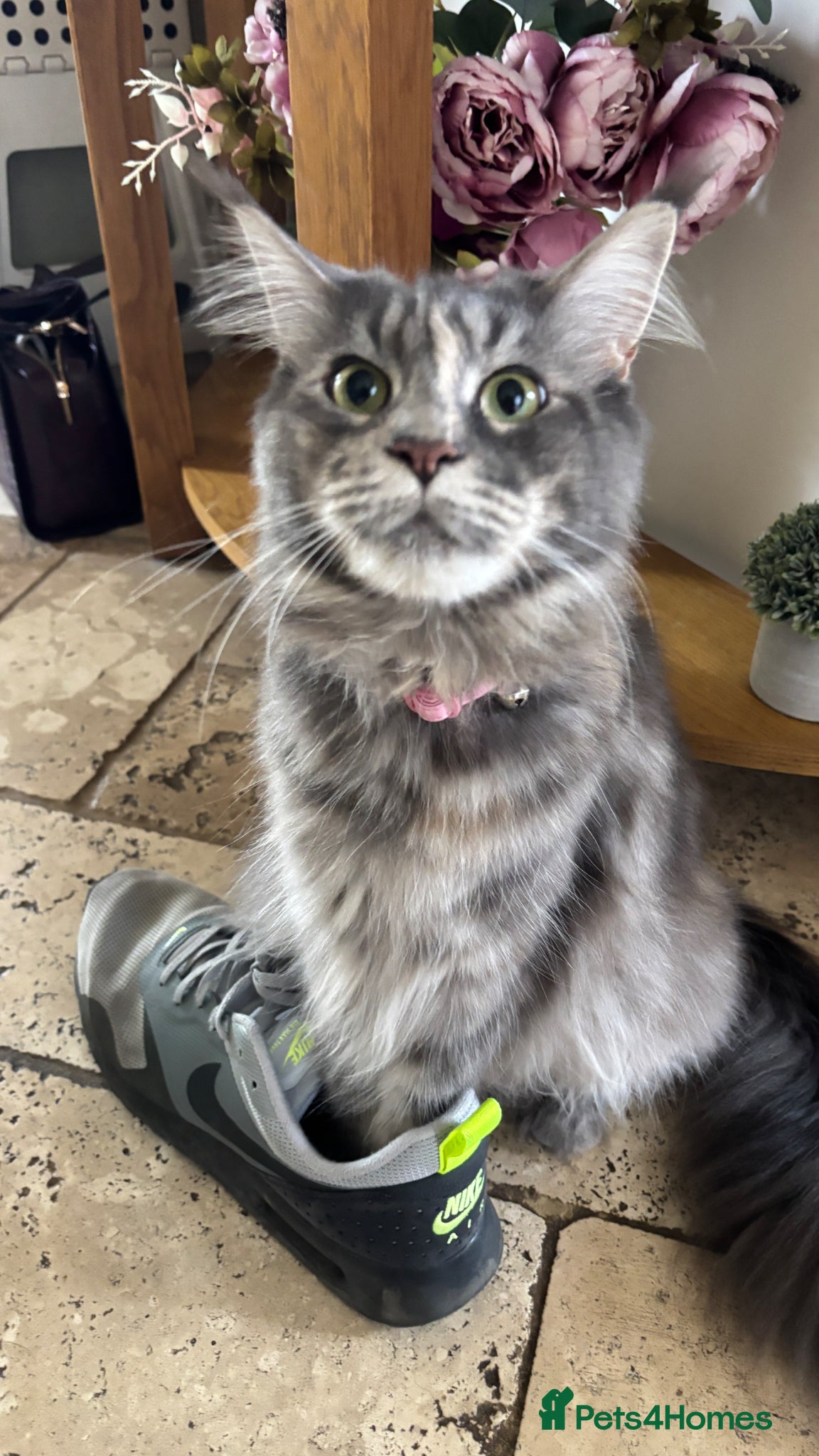 Maine Coon cats for sale: 8 Maine coon kittens - Advert 2