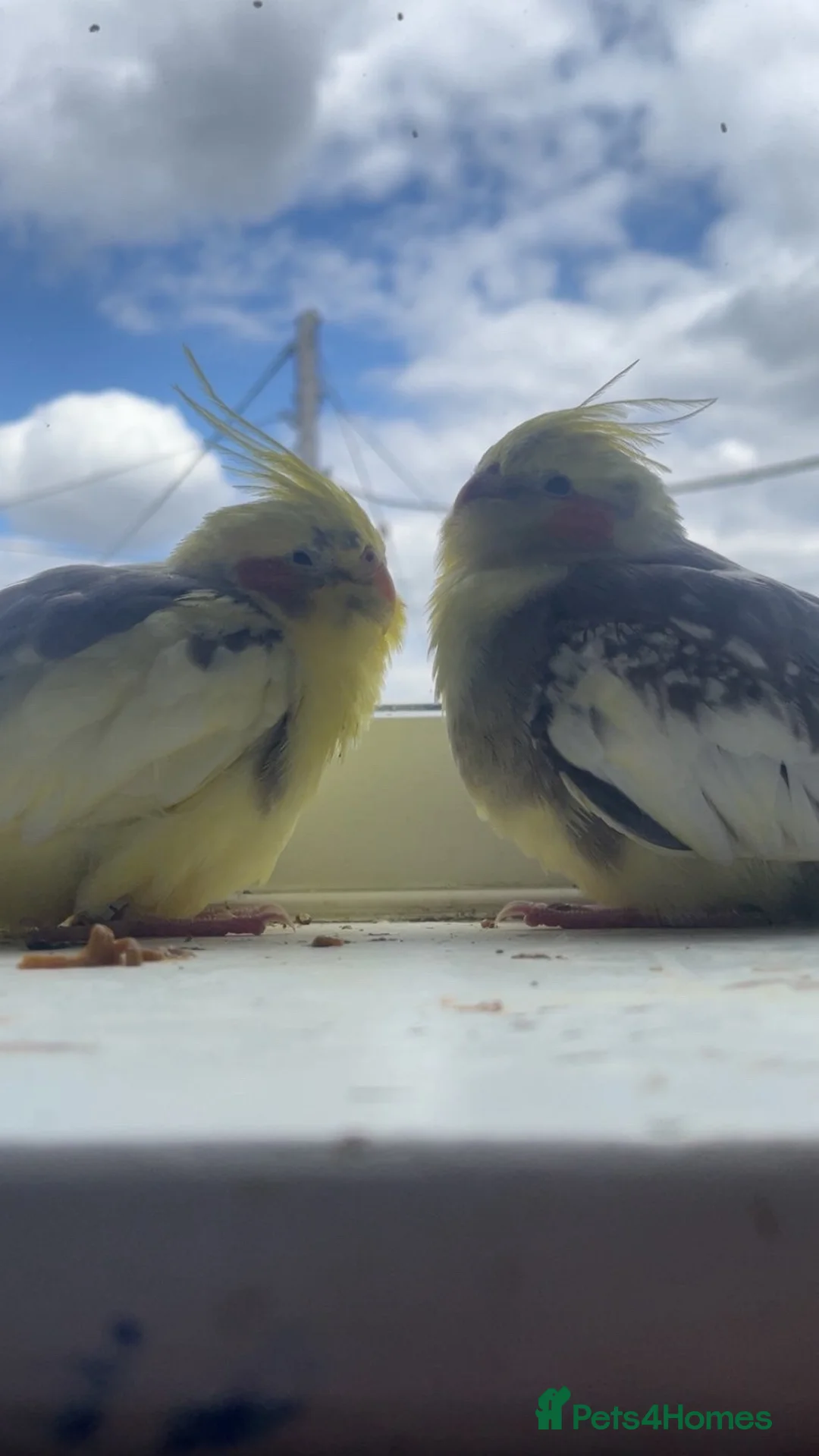 Cockatiels birds for sale: 1 pair of breeding cockatiels  - Advert 2