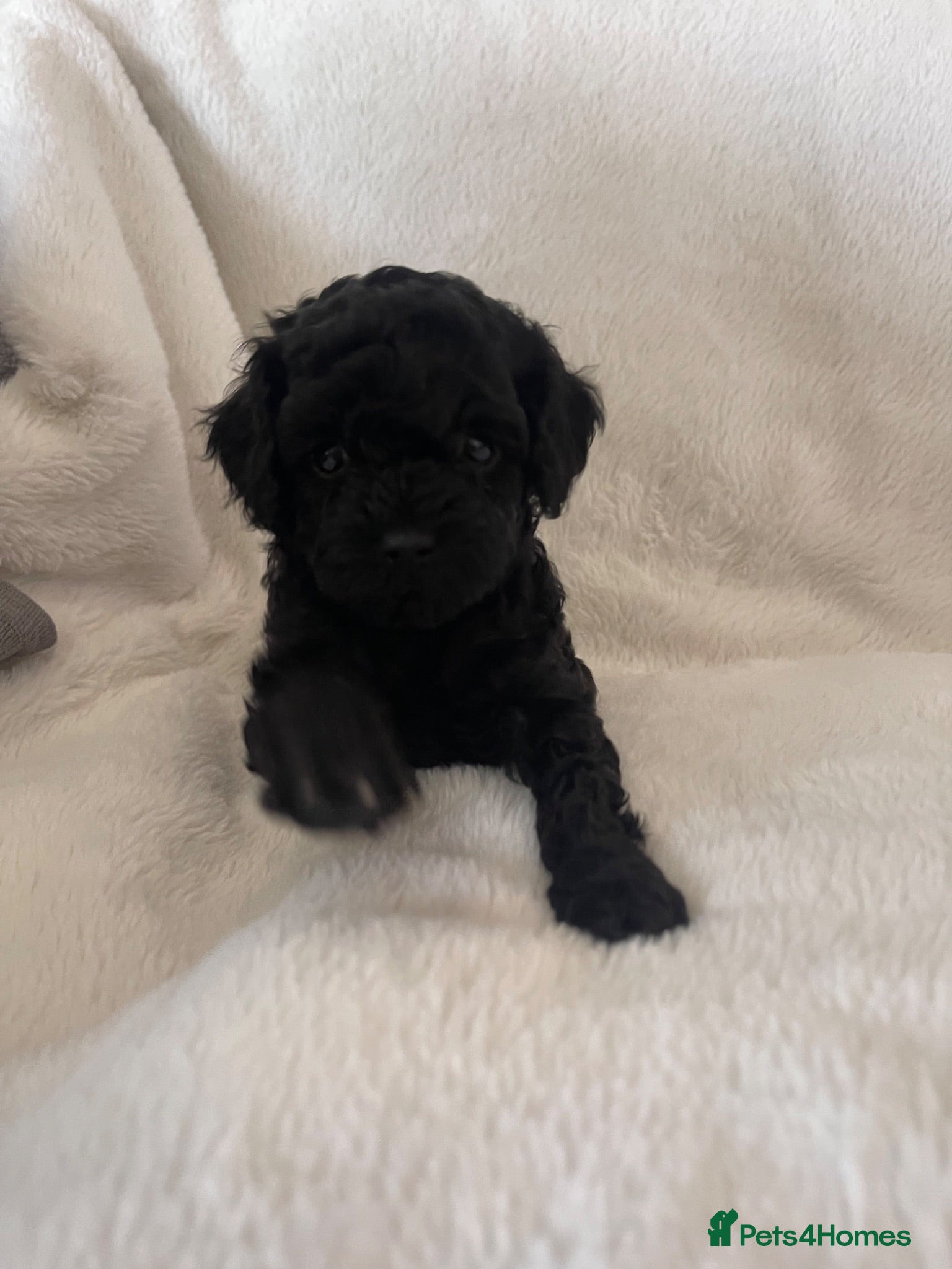 Maltipoo dogs Beautiful F1b Toy Maltipoo Puppies For Sale - Advert 2
